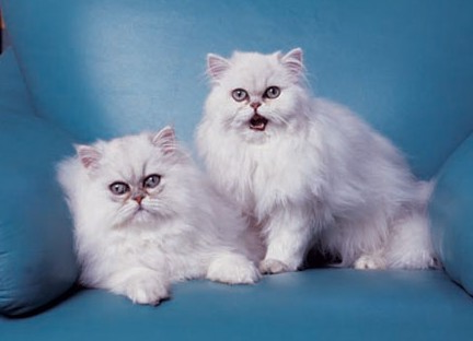 1484198342627624.jpg 金吉拉猫咪.jpg